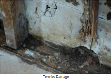 Salem Termite Damage